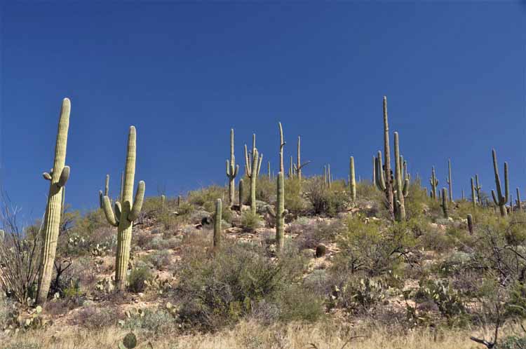 saguaro hill